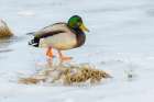 Mallard foraging in the frozen tidal wetlands of Boundary Bay Art Print